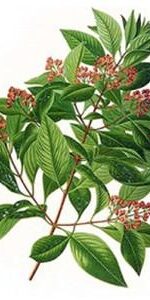 Amyris essential oil