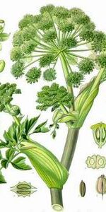 Angelica Root Essential Oil