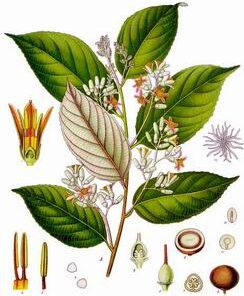 benzoin styrax