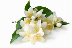 Aromystique romatherapy Oils - Jasmine