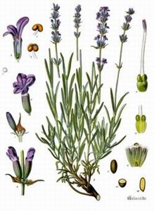 Lavender - lavendula angustifolia