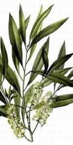 Tea-Tree-Melaleuca-alternifolia-aromystique-aromatherapy-oils