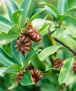 Anise Star - Illicum verum